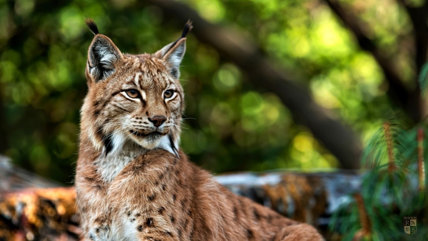 Luchs im Wildpark Harz – heimische Wildkatze im Harzgebirge