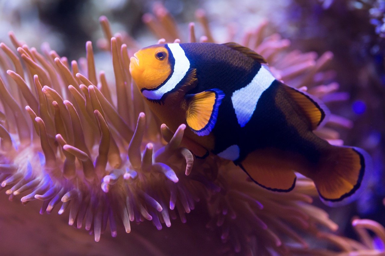 Clownfisch im SEA LIFE Timmendorfer Strand