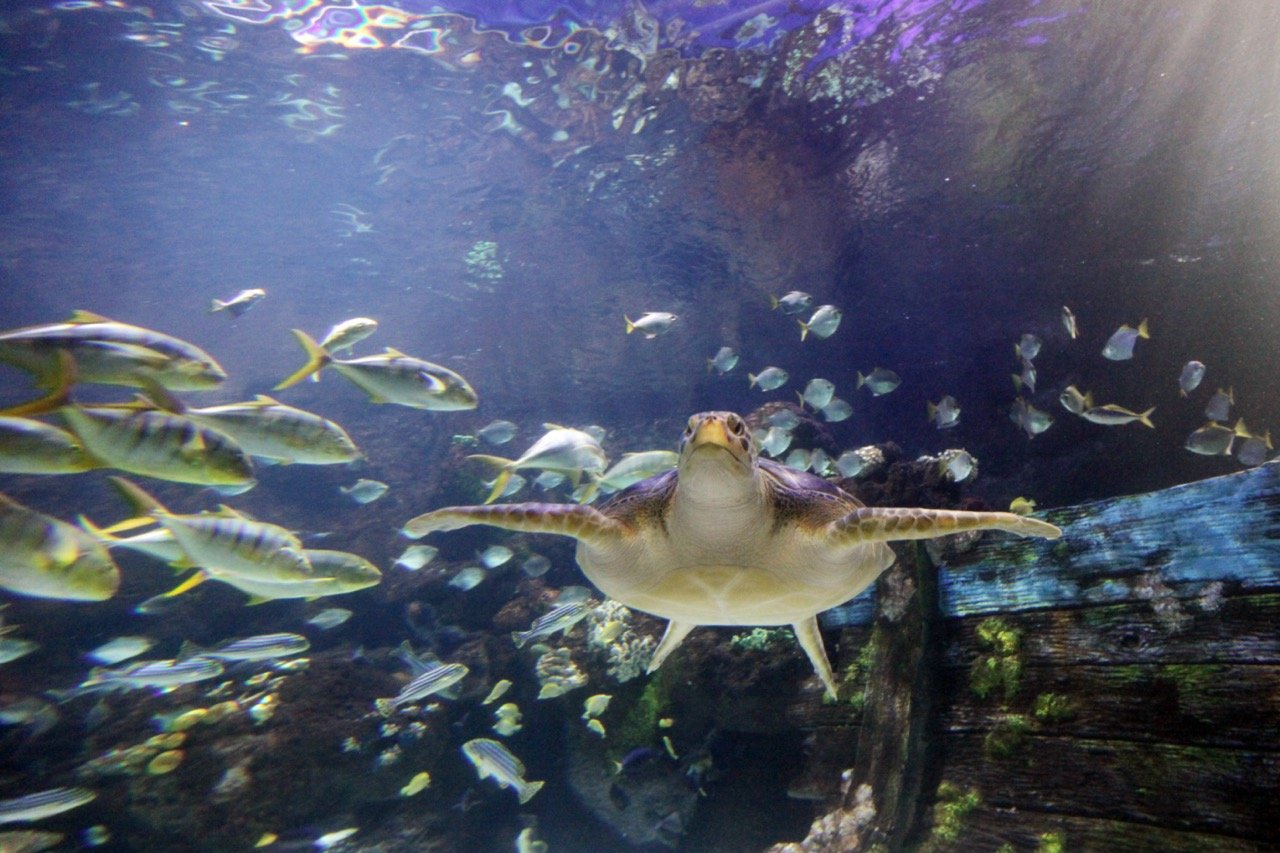 Unterwassertunnel im SEA LIFE Timmendorfer Strand mit Haien und Meeresschildkröte