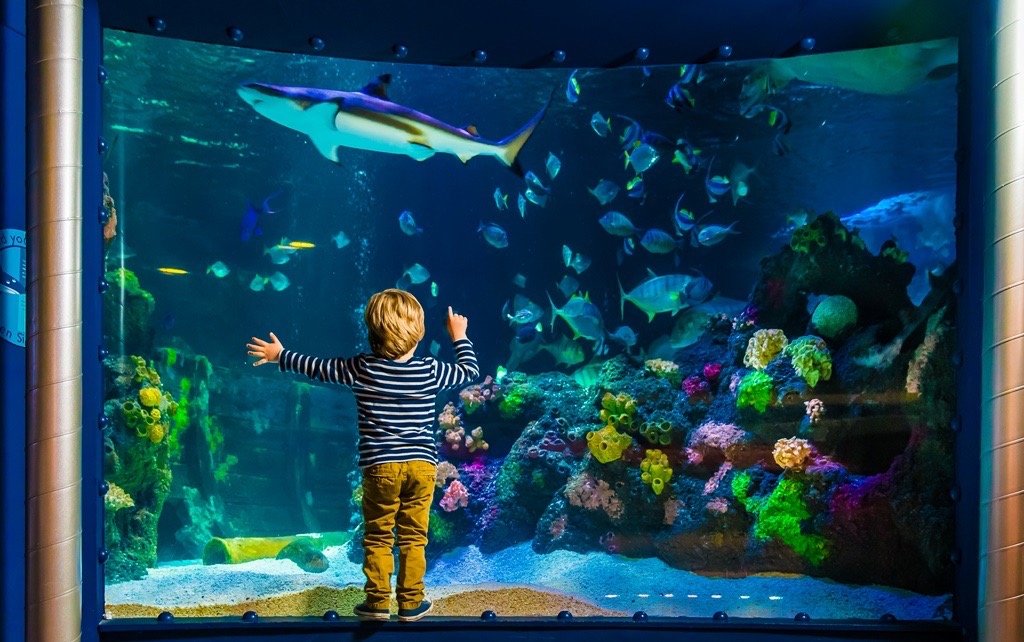 SEA LIFE Timmendorfer Strand als Familienausflug an der Ostsee – Ozeanbecken