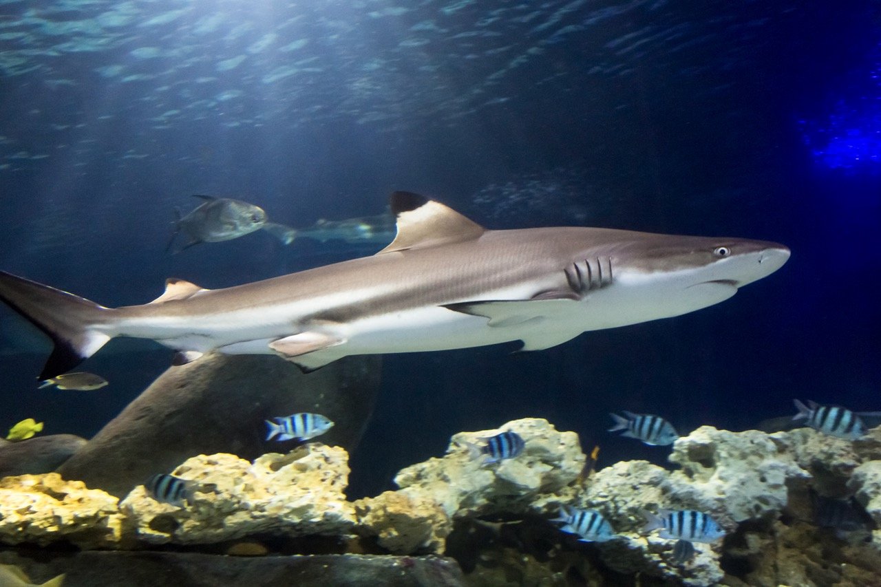 Schwarzspitzen-Riffhai im SEA LIFE Timmendorfer Strand